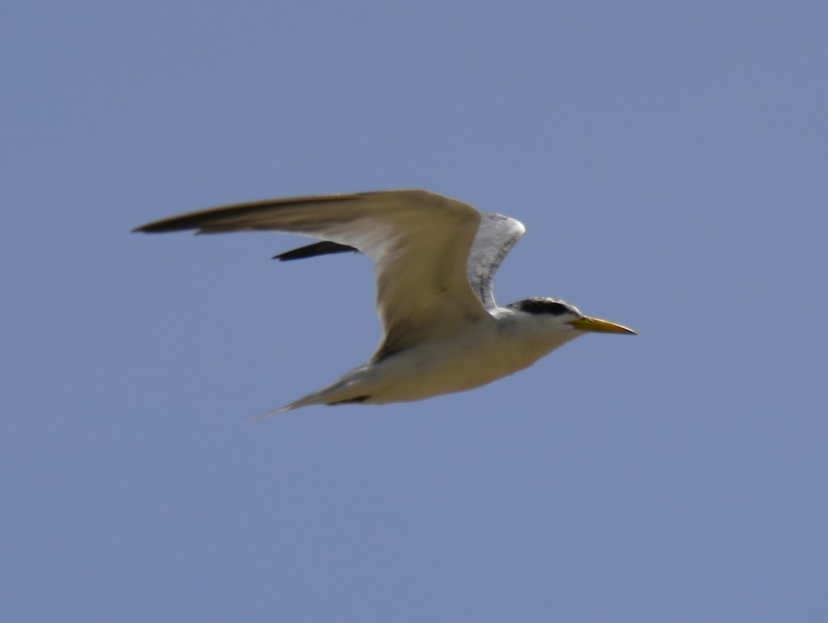 Yellow-billed Tern - Zachary Peterson