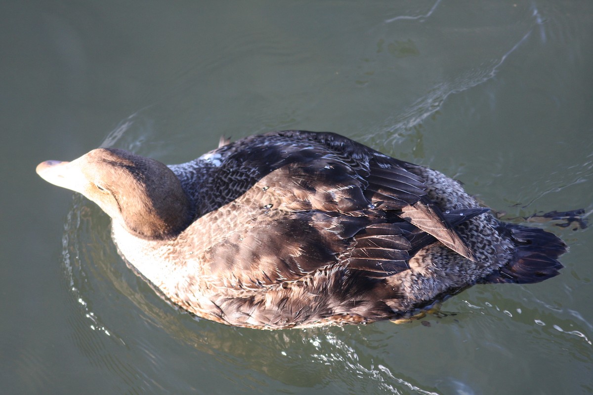 King Eider - ML614782416