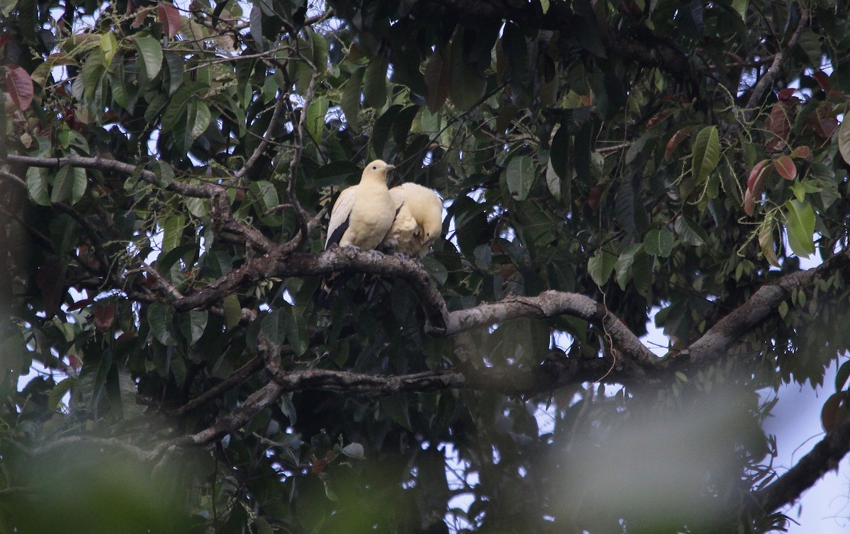 Yellowish Imperial-Pigeon - ML614782463