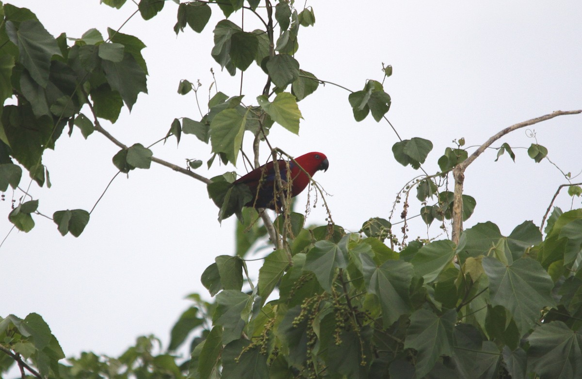 Papuan Eclectus - Neil Osborne