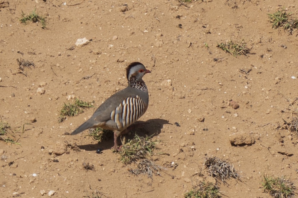 Barbary Partridge - ML614782593