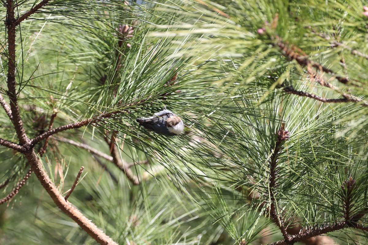 Brown-headed Nuthatch - Dominick  Pacelli