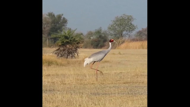 Sarus Crane - ML614782603