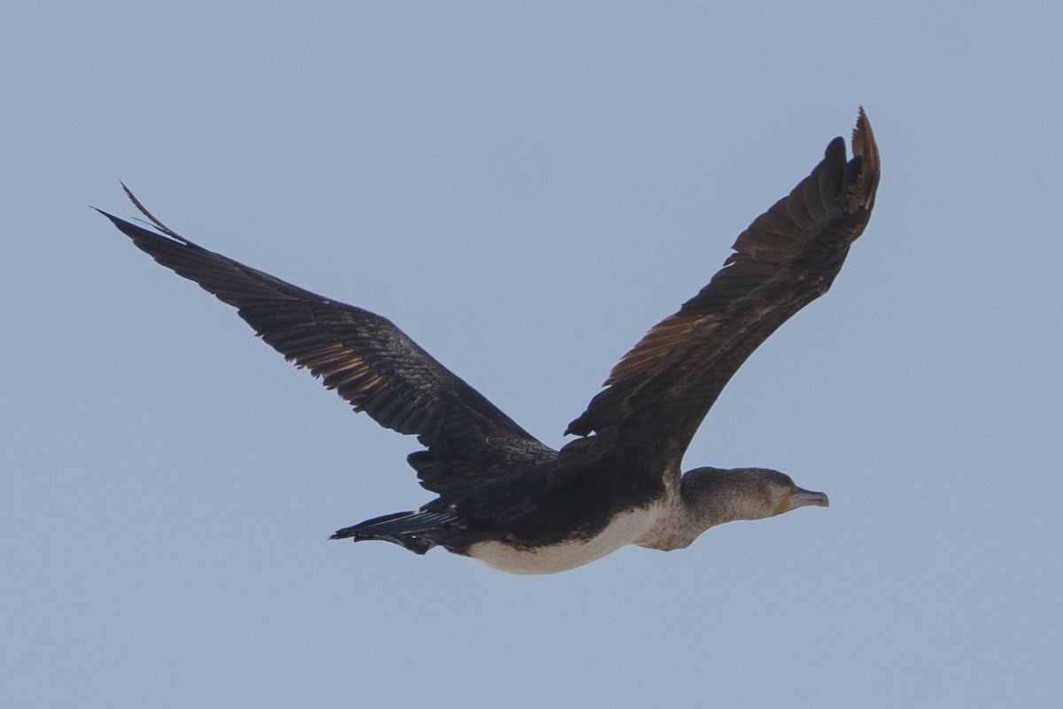 Great Cormorant - ML614782643