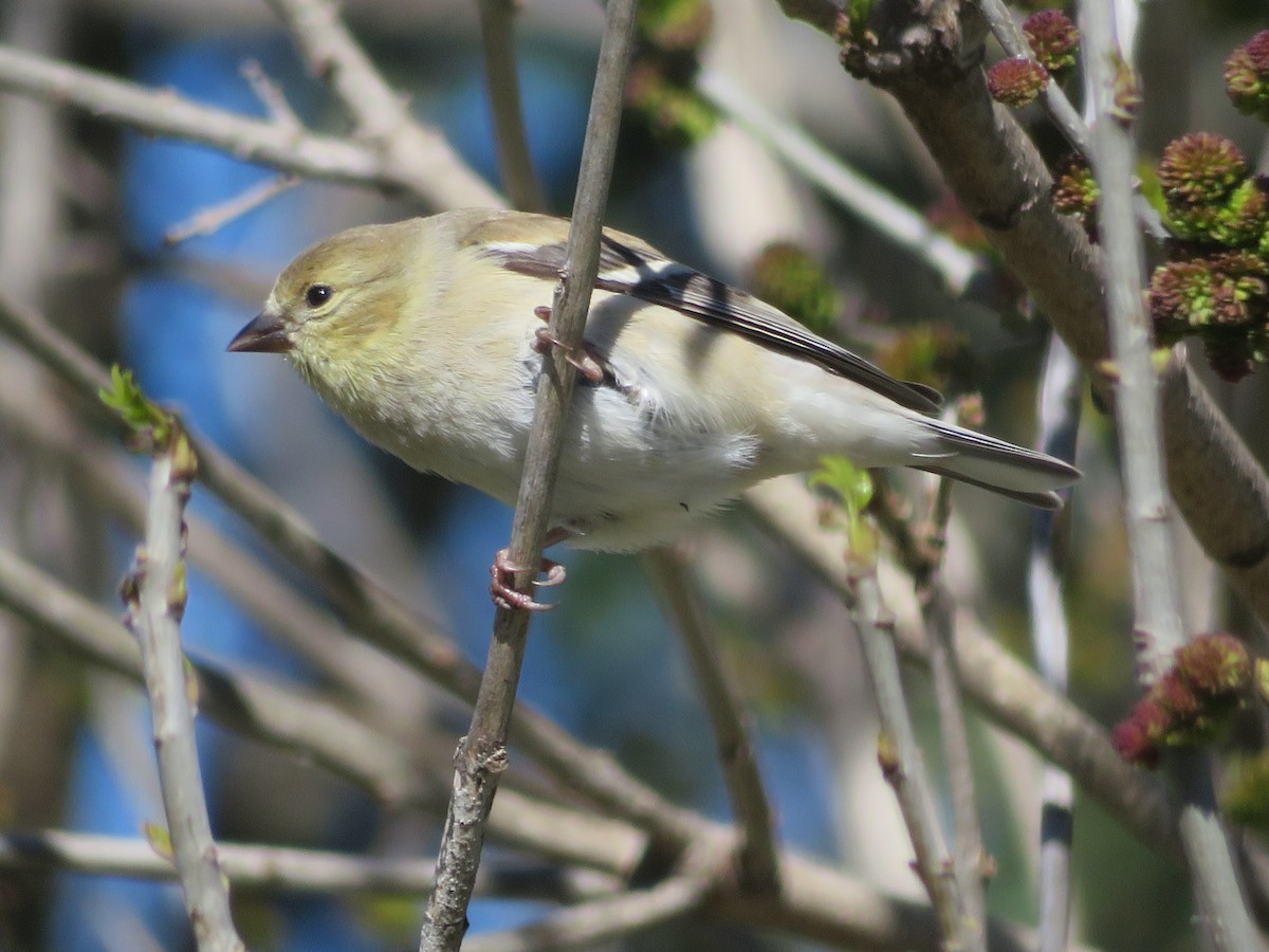 American Goldfinch - Paul Sellin