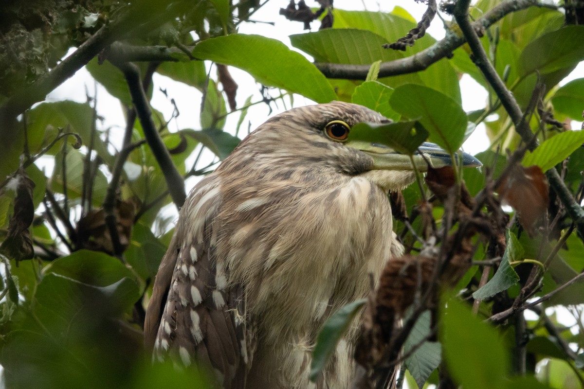 Black-crowned Night Heron - ML614782662