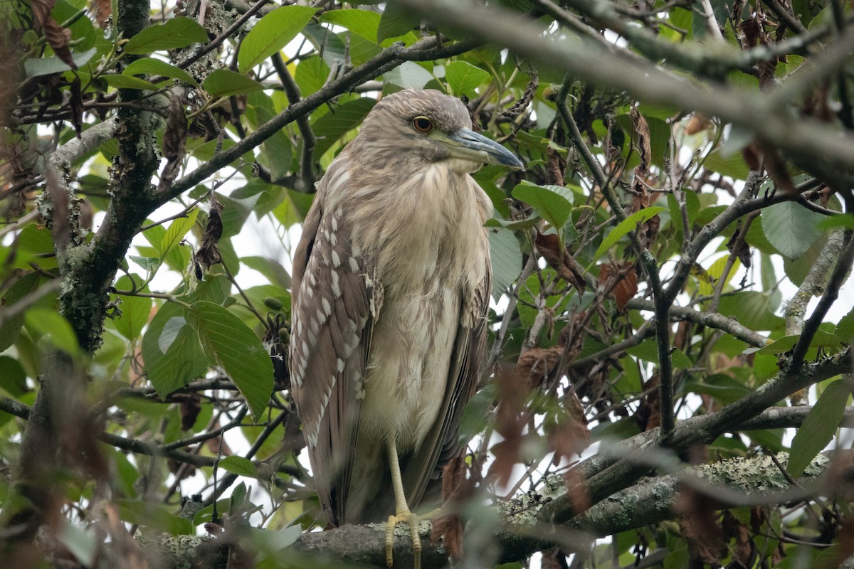 Black-crowned Night Heron - ML614782663