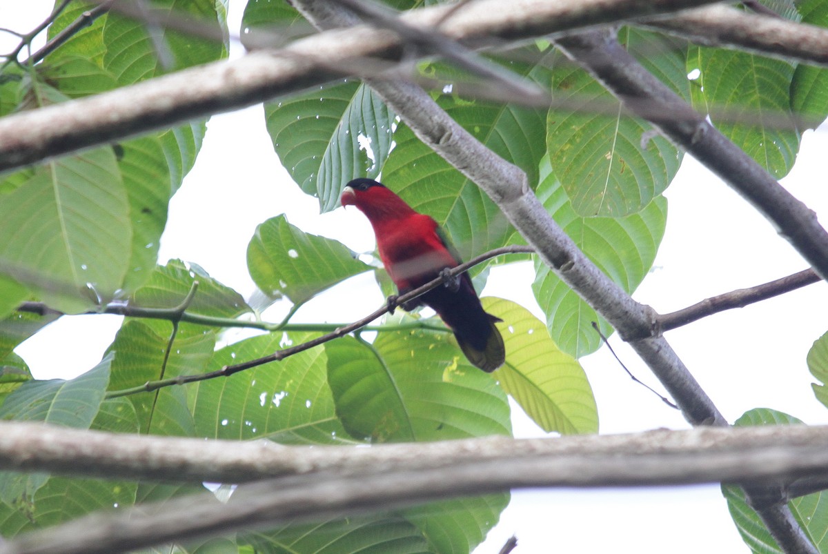 Purple-bellied Lory - Neil Osborne