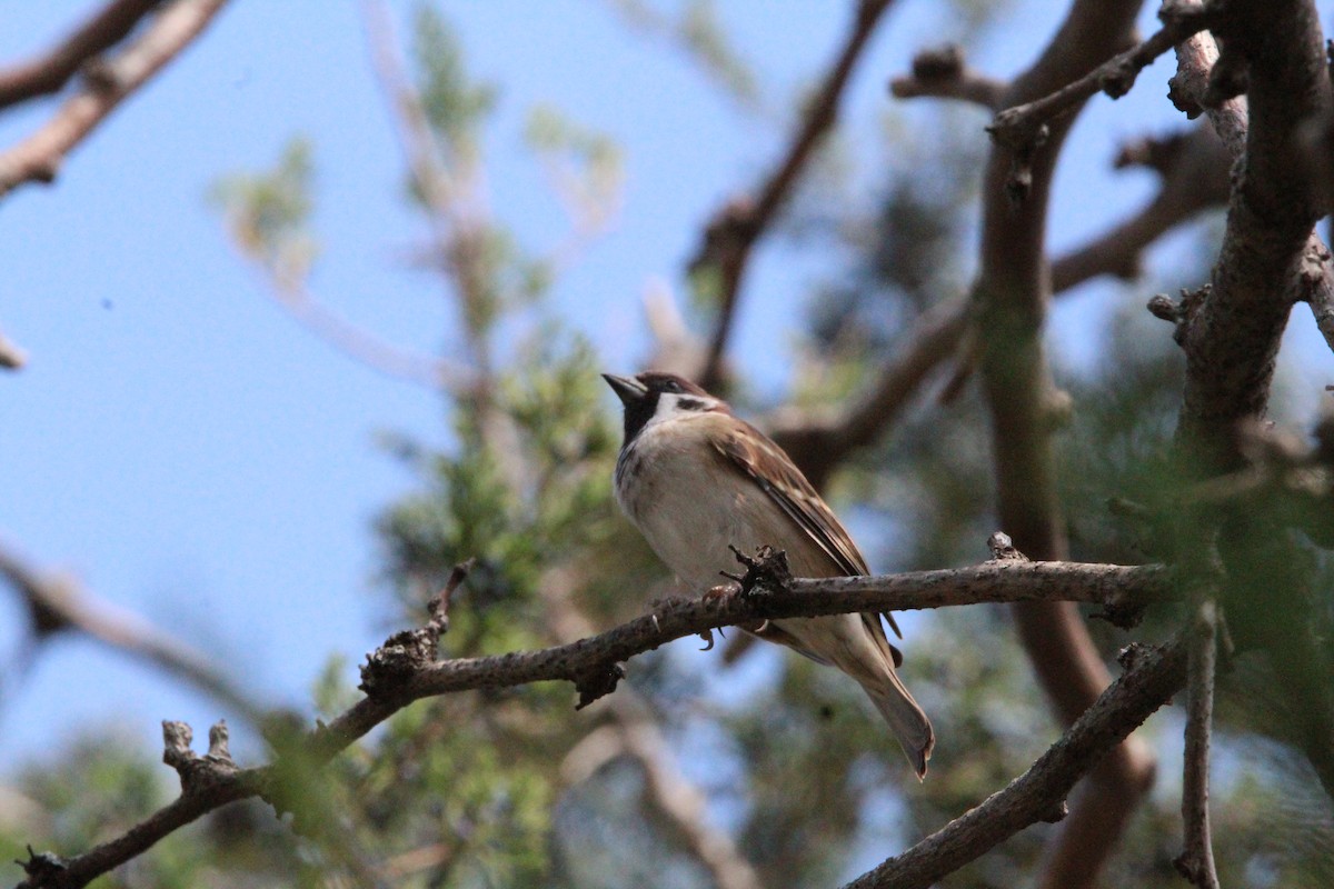 Eurasian Tree Sparrow - ML614782793