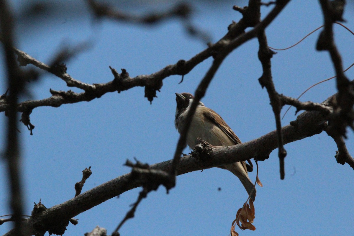 Eurasian Tree Sparrow - ML614782794