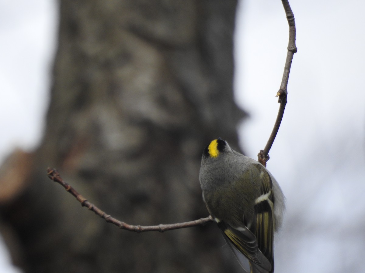 Golden-crowned Kinglet - ML614782795