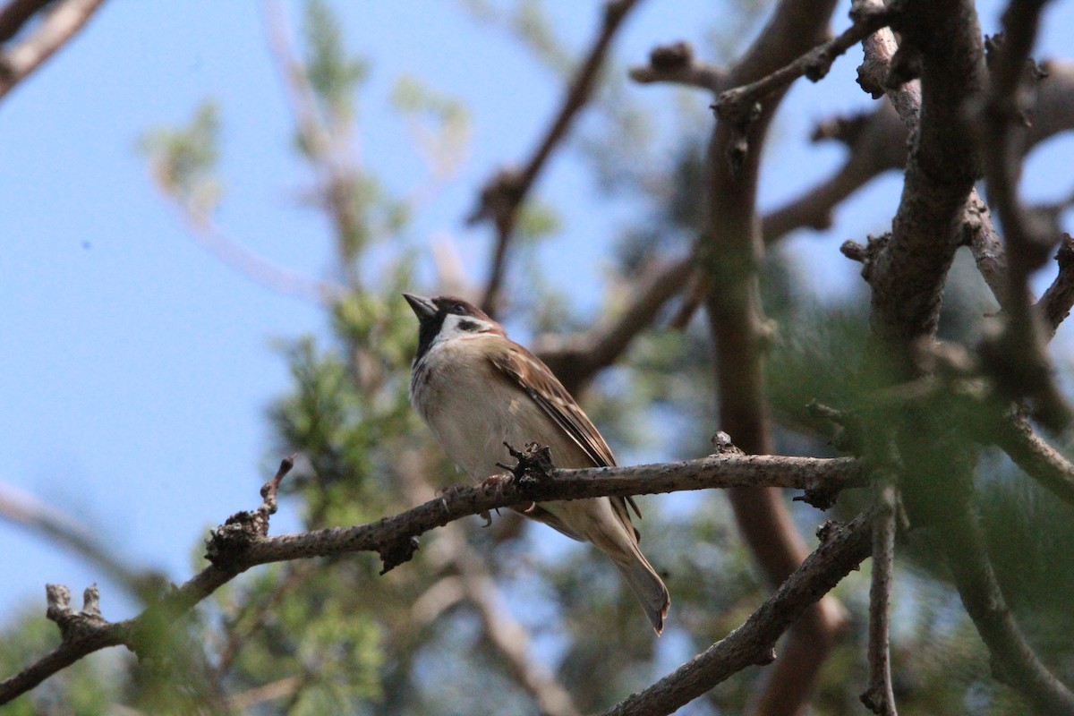 Eurasian Tree Sparrow - ML614782796