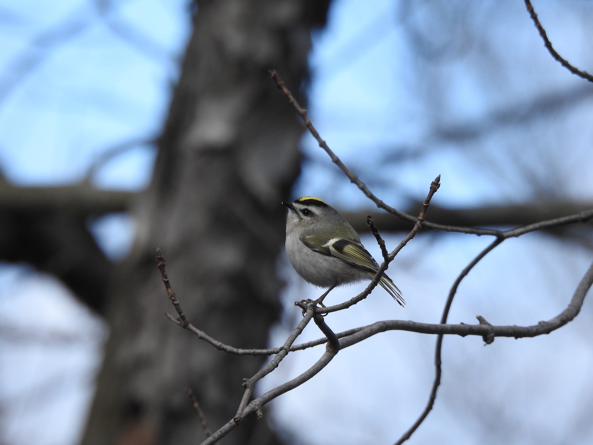 Golden-crowned Kinglet - ML614782808