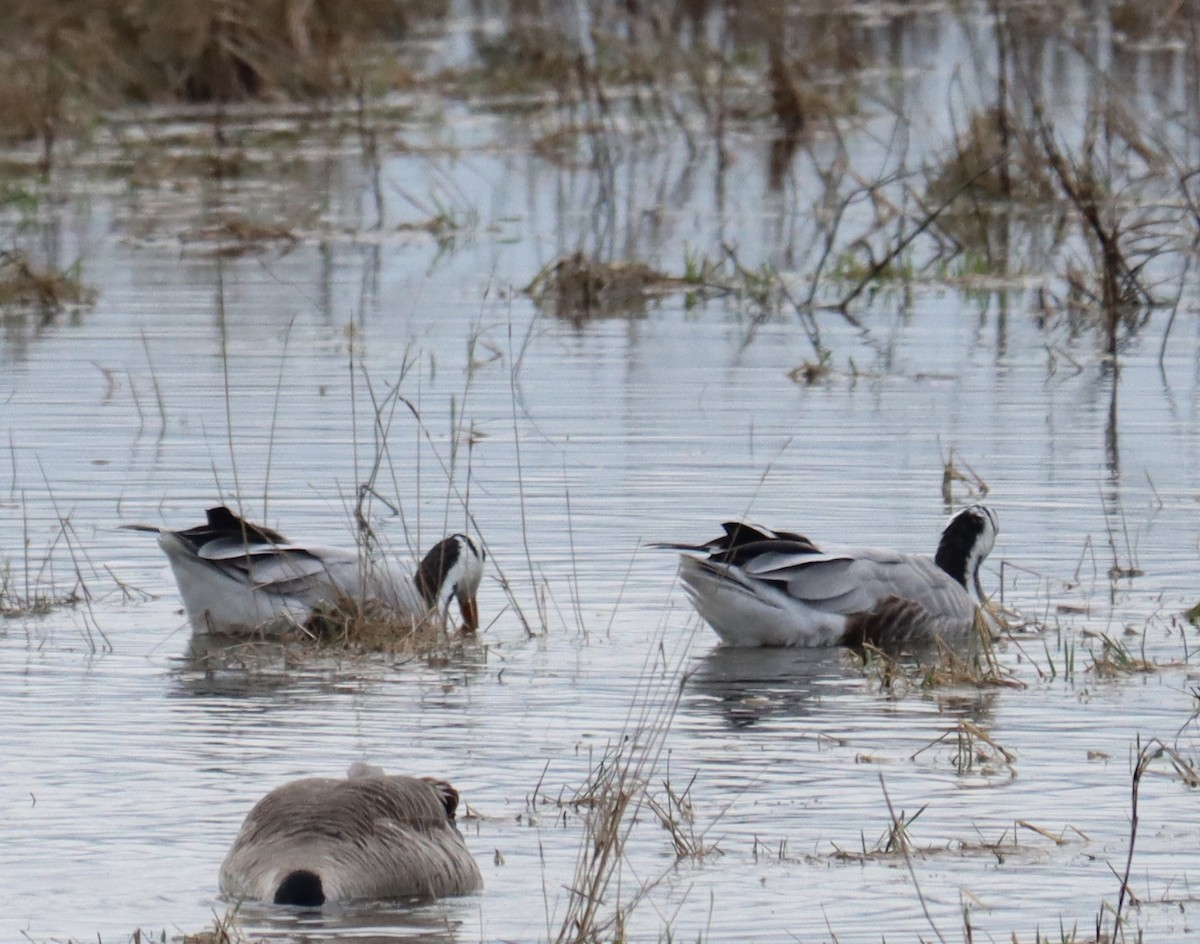 Bar-headed Goose - ML614782822