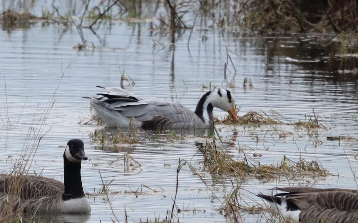 Bar-headed Goose - ML614782823