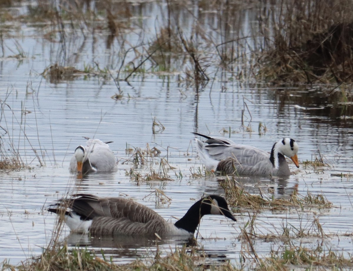 Bar-headed Goose - ML614782824