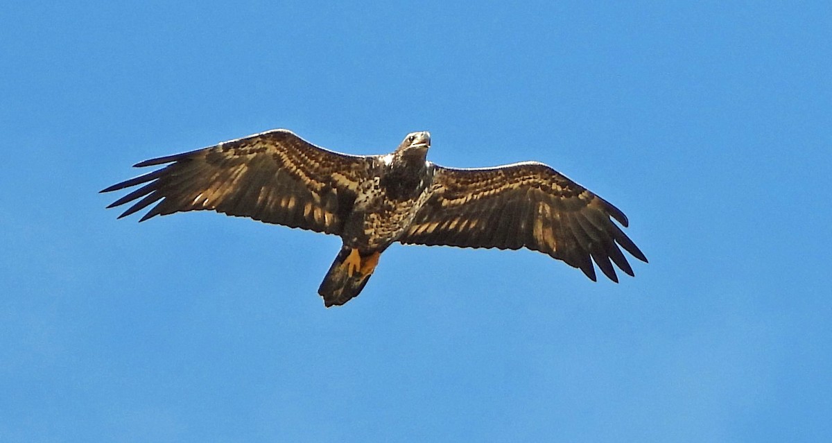 Bald Eagle - ML614782888