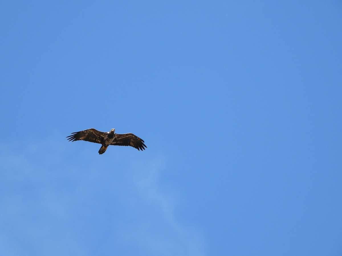 Bald Eagle - ML614782889