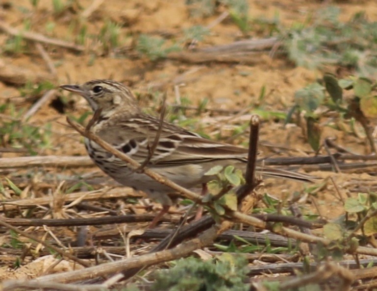 Tree Pipit - ML614782909