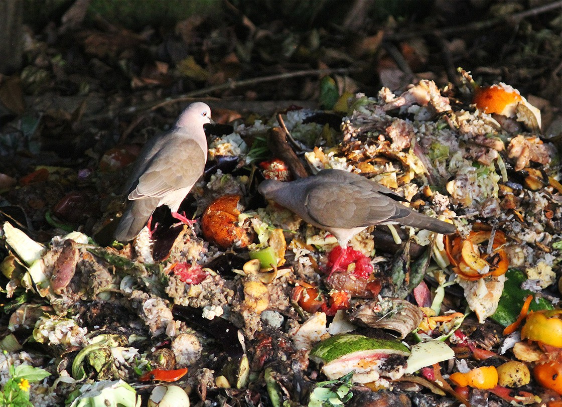 White-tipped Dove - ML61478291