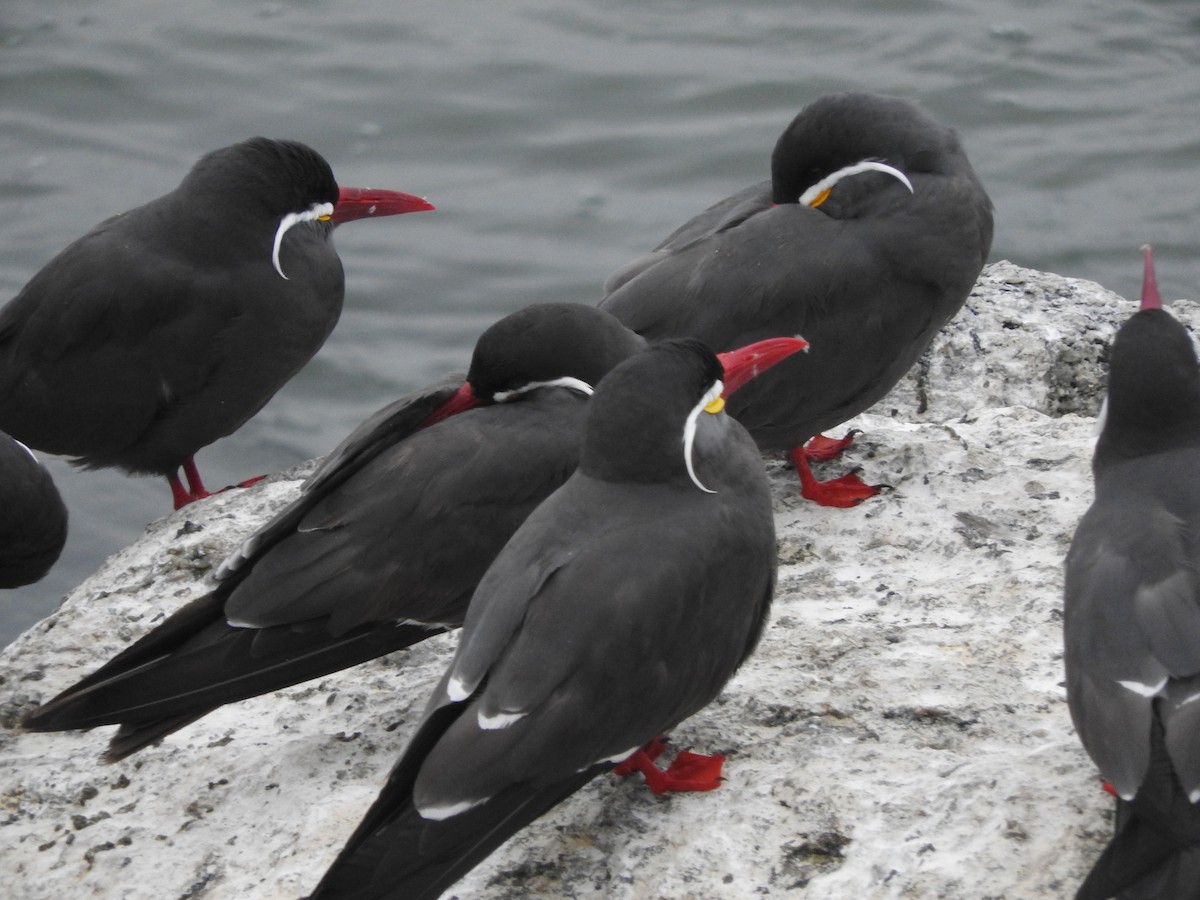 Inca Tern - Diane Thomas