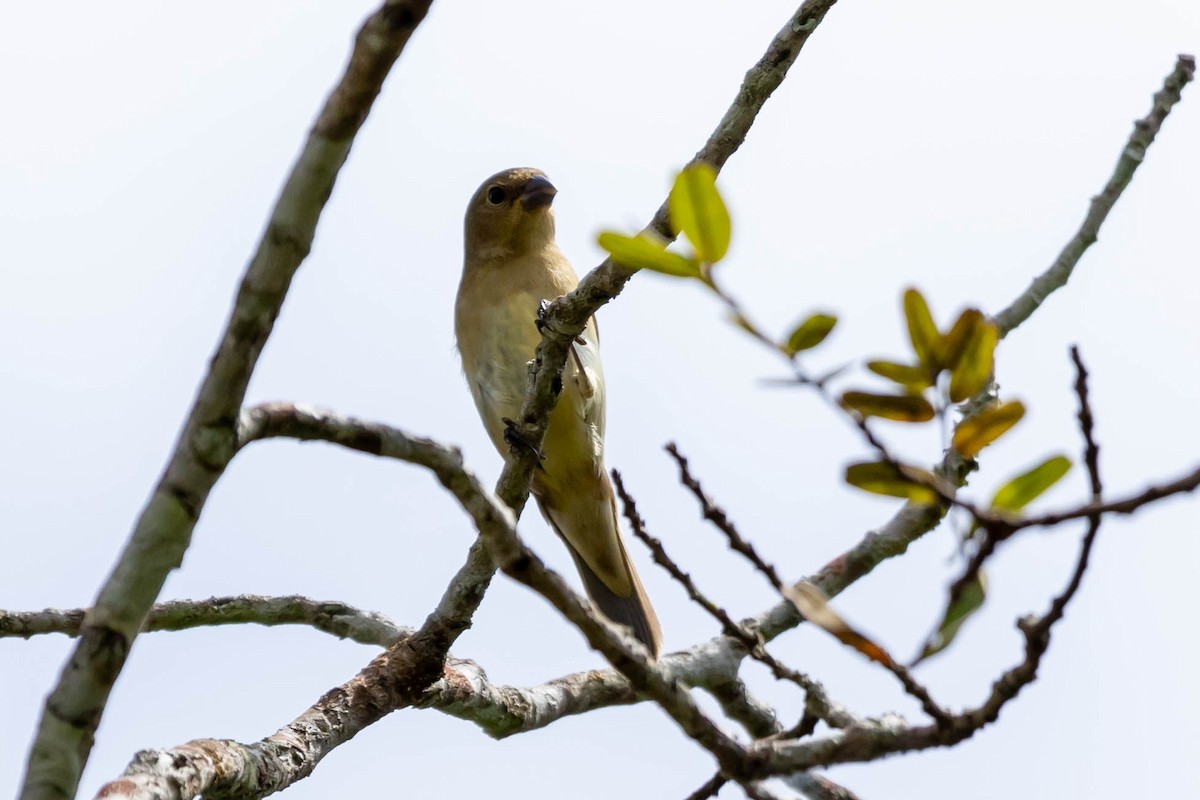 Yellow-bellied Seedeater - ML614783037