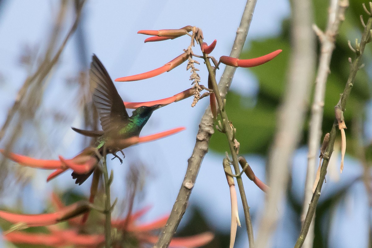 kolibřík panamský - ML614783052