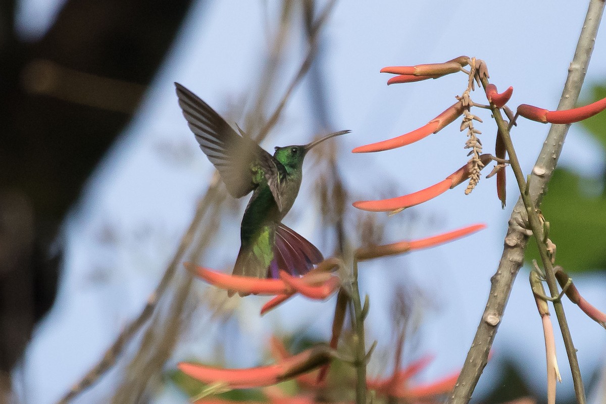 kolibřík panamský - ML614783055