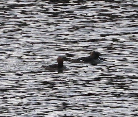 Hooded Merganser - ML614783169