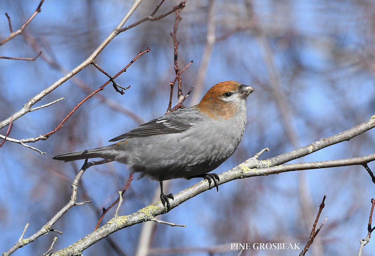 Pine Grosbeak - ML614783174