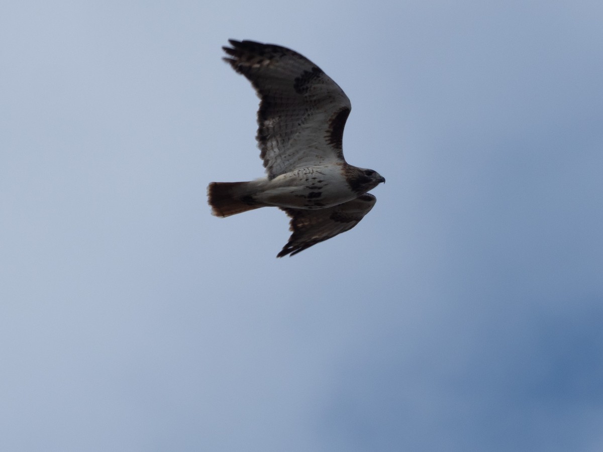 Red-tailed Hawk - ML614783183