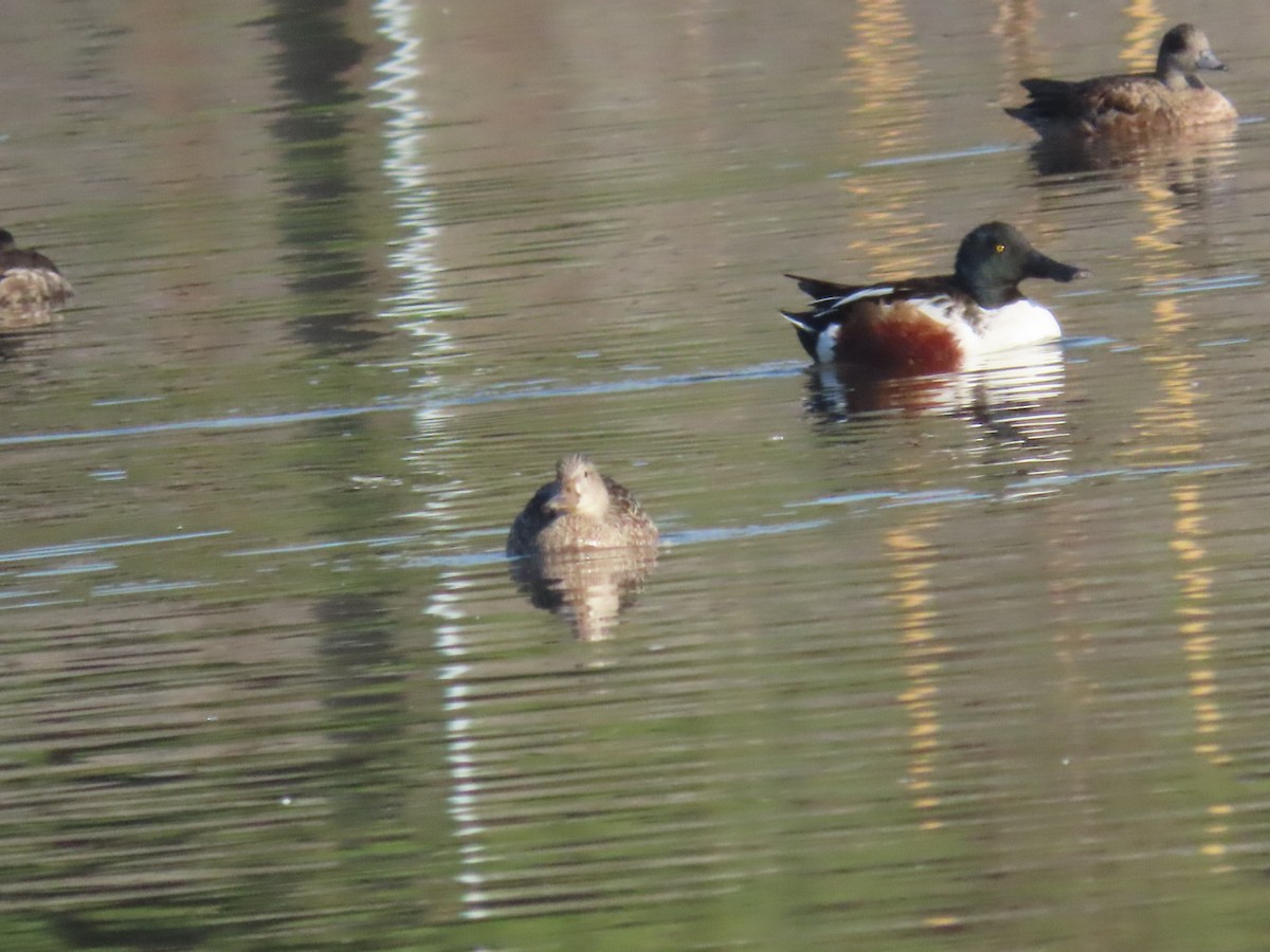 Northern Shoveler - Nancy Salem