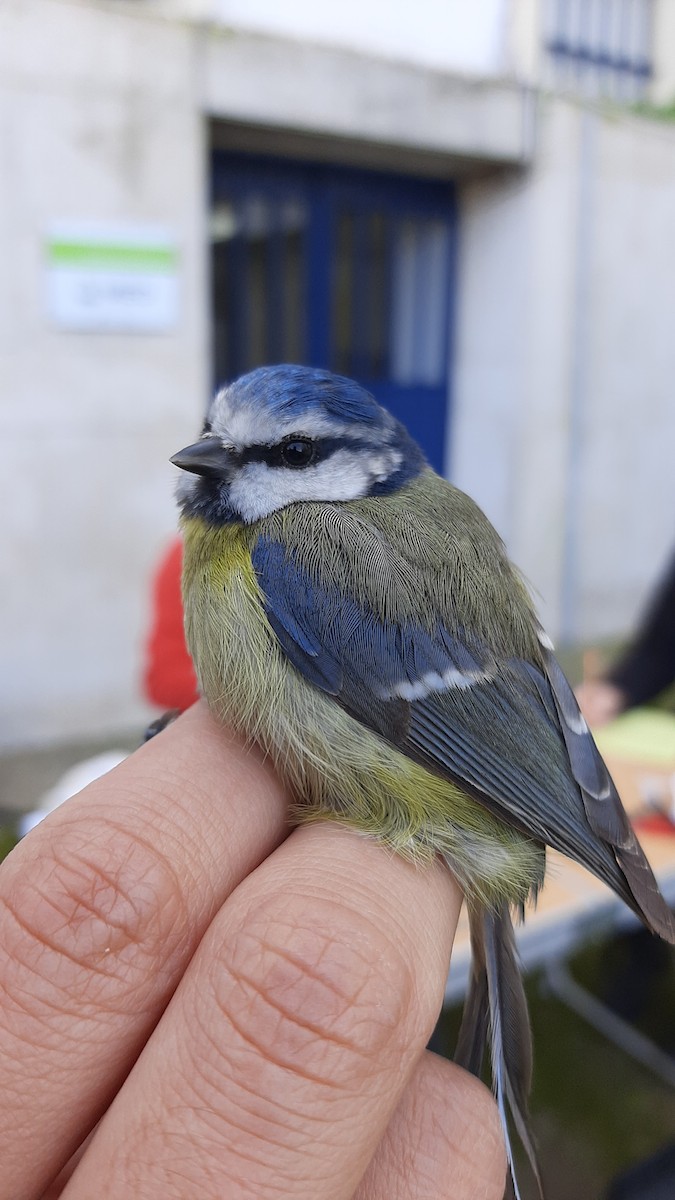 Eurasian Blue Tit - ML614783238