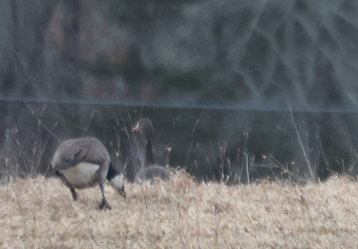 Greater White-fronted Goose - ML614783307