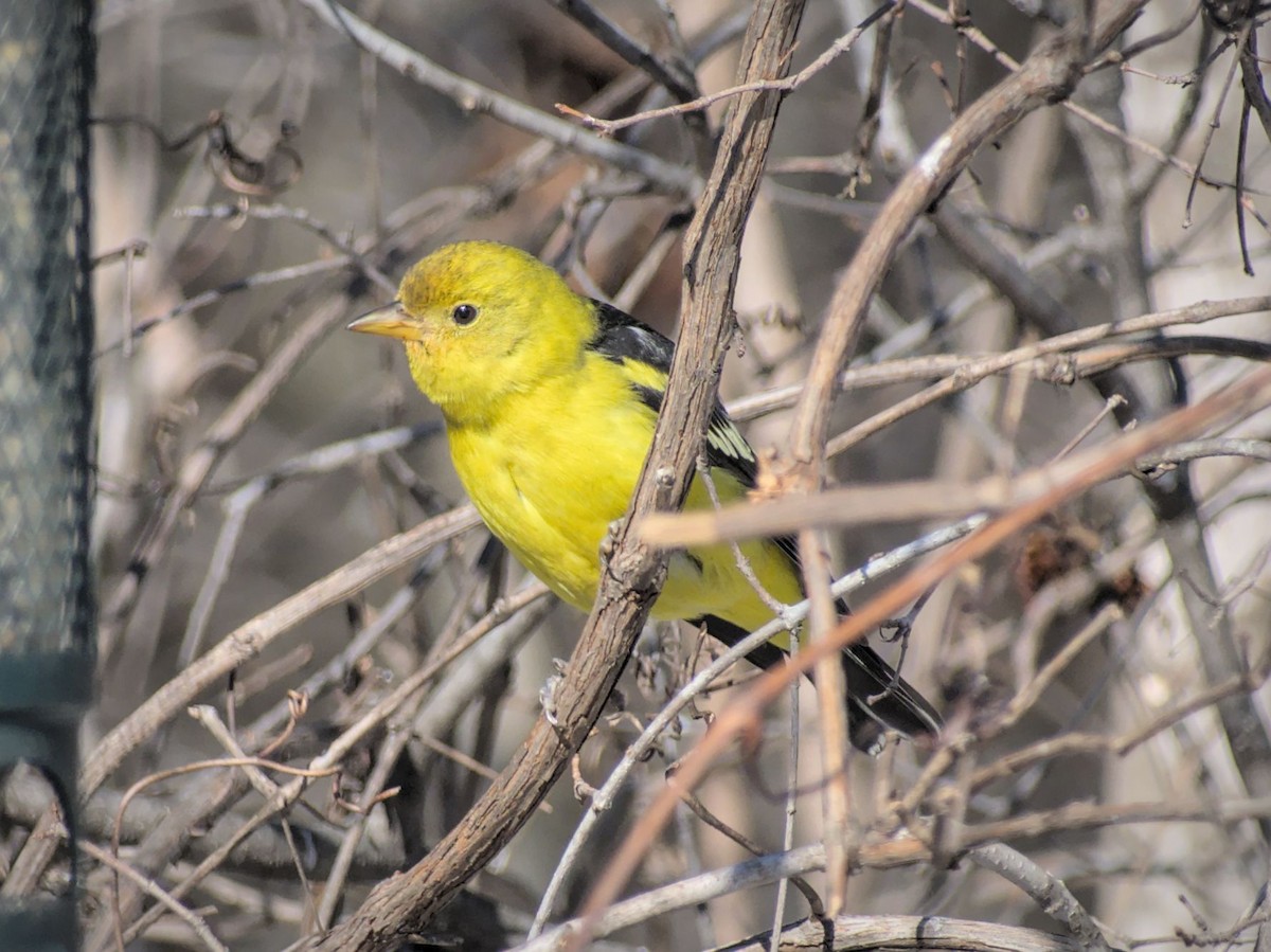 Western Tanager - ML614783317