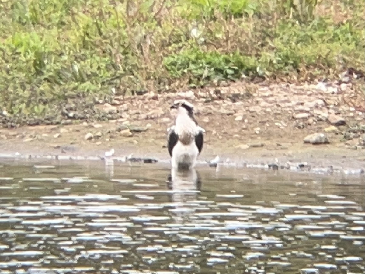 Osprey - ML614783322
