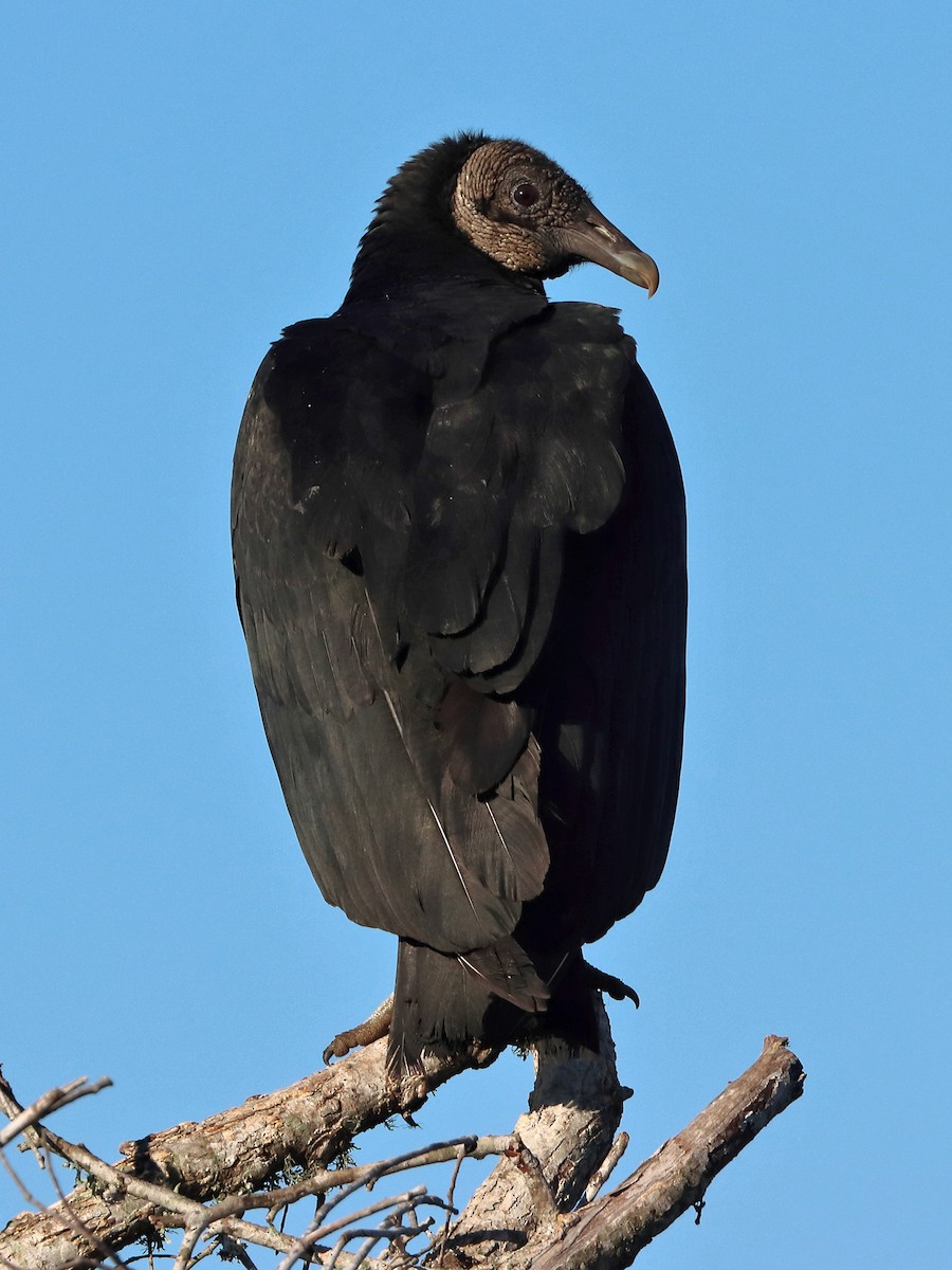 Black Vulture - ML614783372