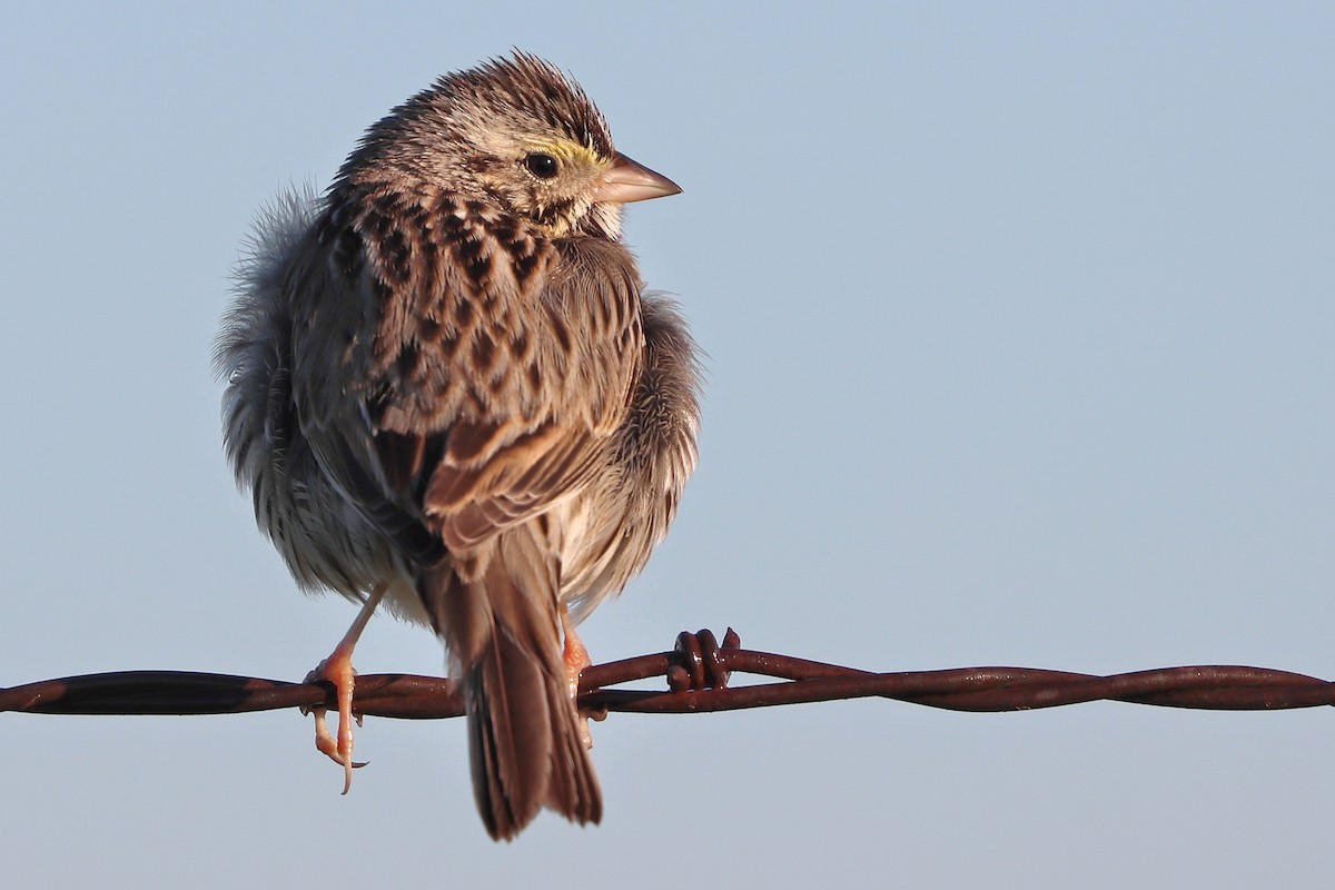 Savannah Sparrow - ML614783374