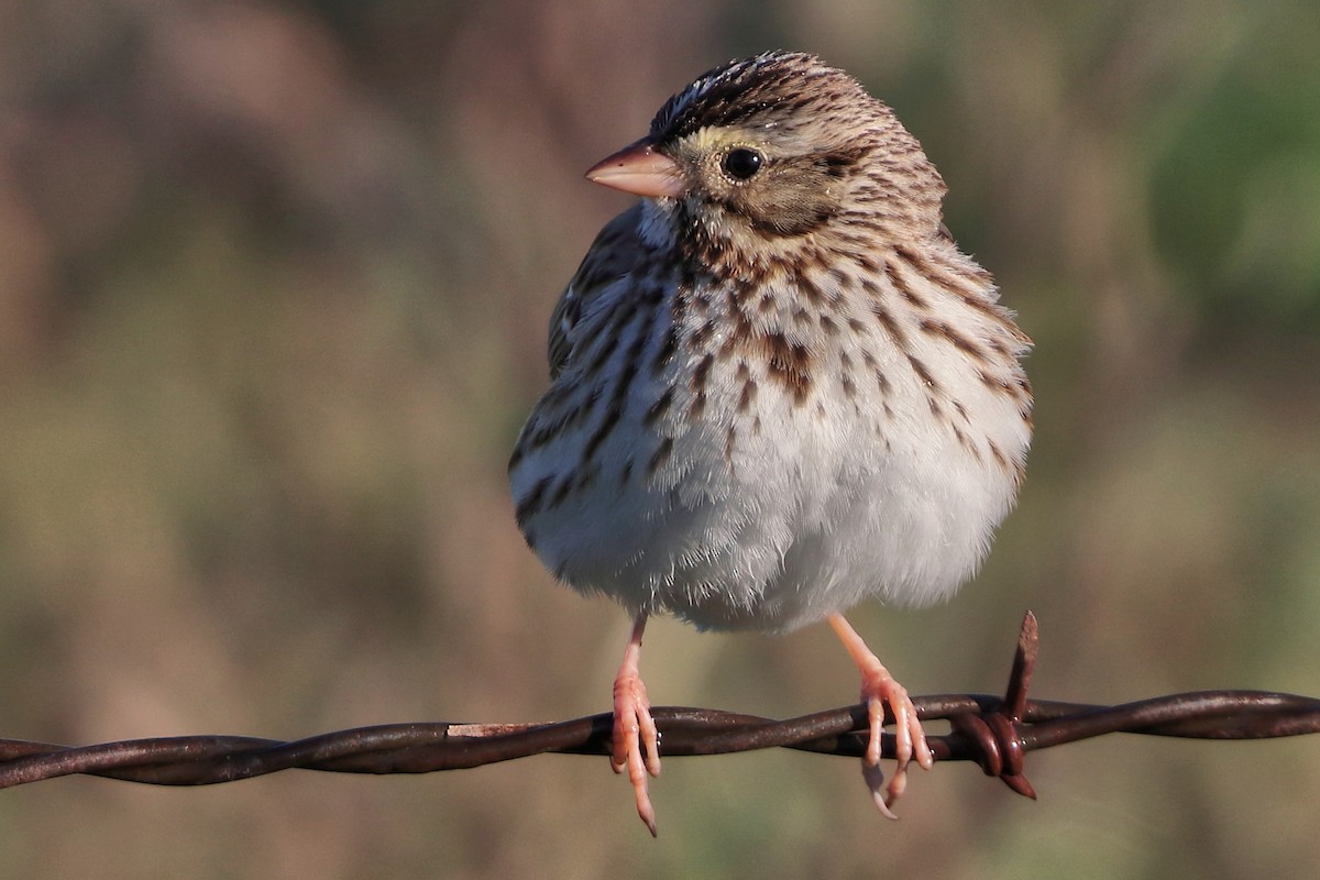 Savannah Sparrow - ML614783375
