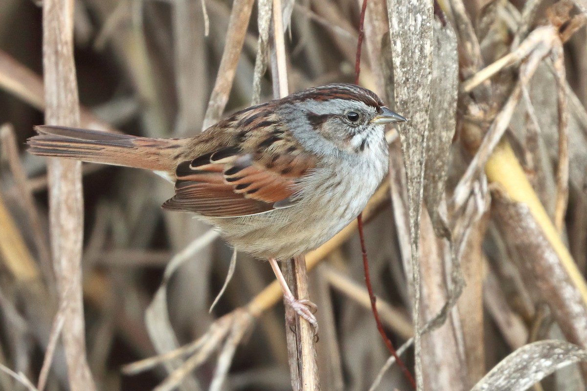 Swamp Sparrow - ML614783379