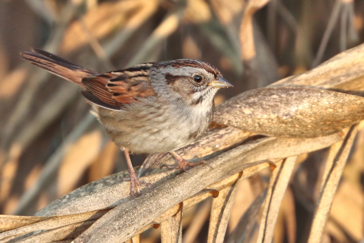 Swamp Sparrow - ML614783380