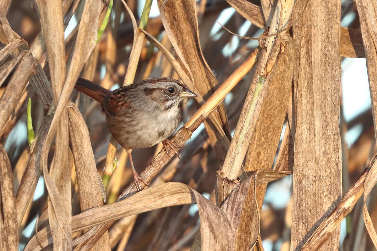 Swamp Sparrow - ML614783381