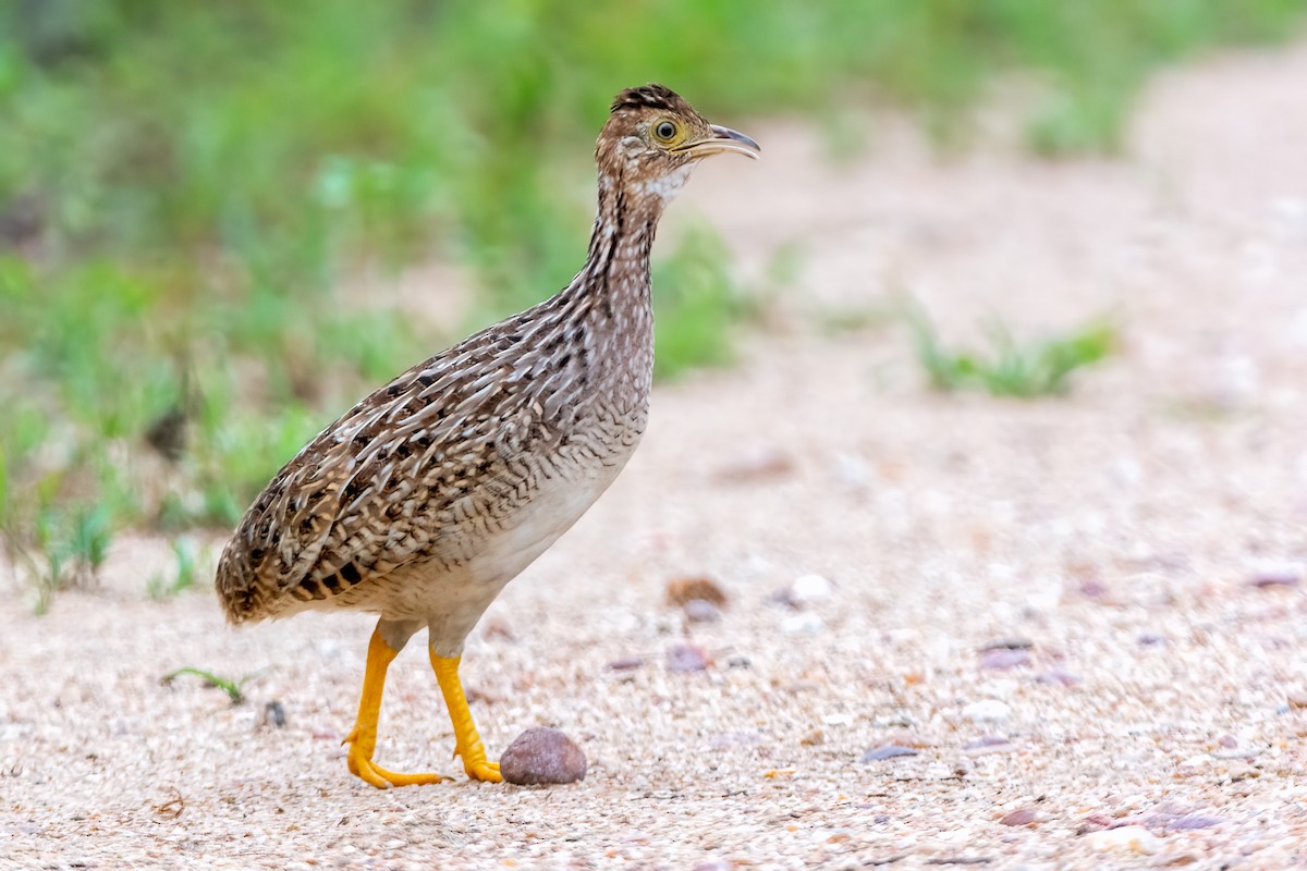 White-bellied Nothura - ML614783435