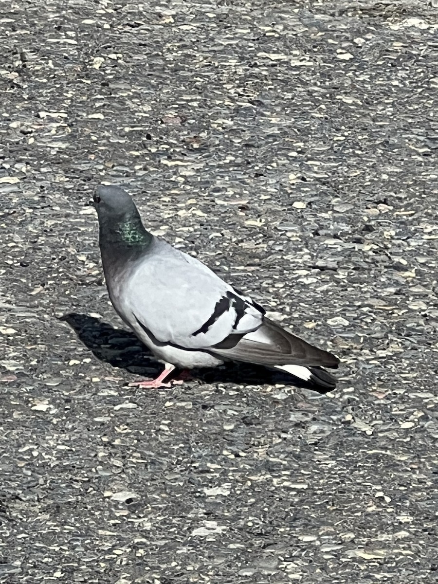 Pigeon des rochers - ML614783440