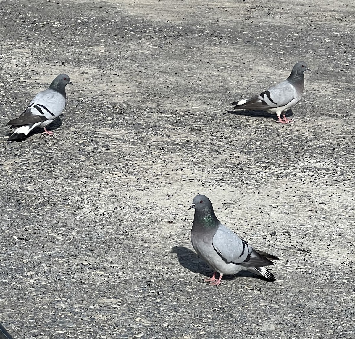 Pigeon des rochers - ML614783441