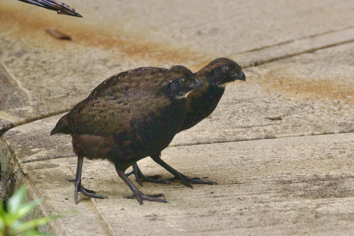 Black-breasted Wood-Quail - ML614783445