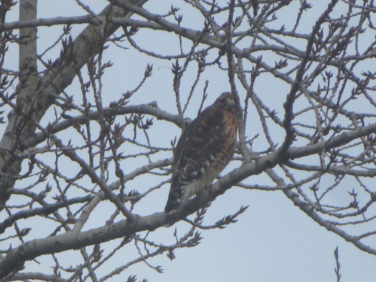 Red-shouldered Hawk - ML614783538