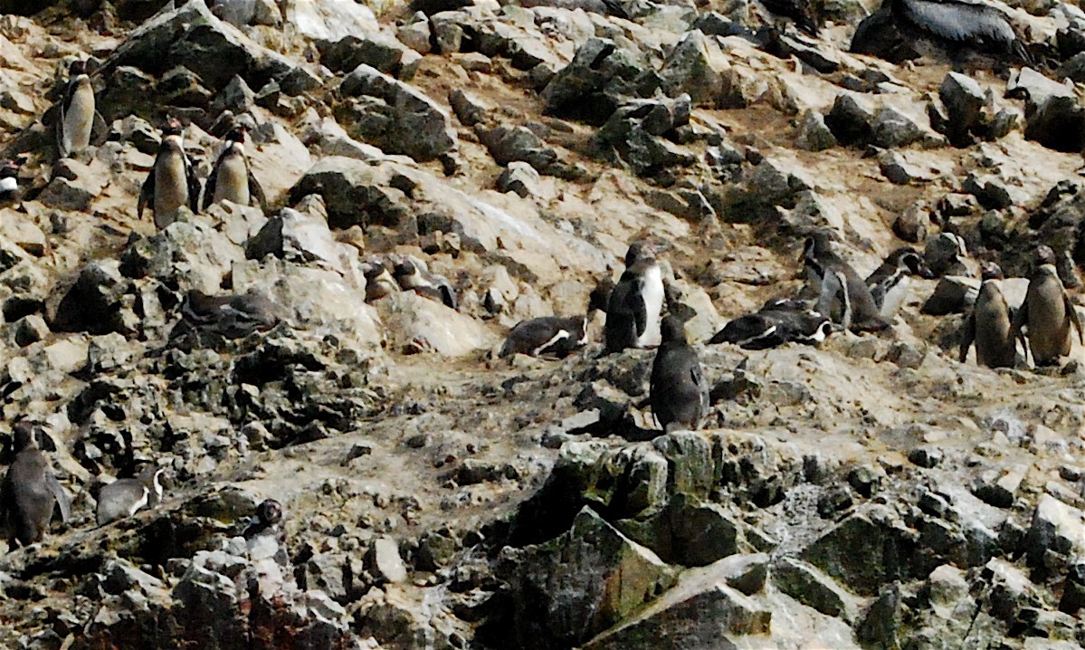 Humboldt Penguin - ML614783549