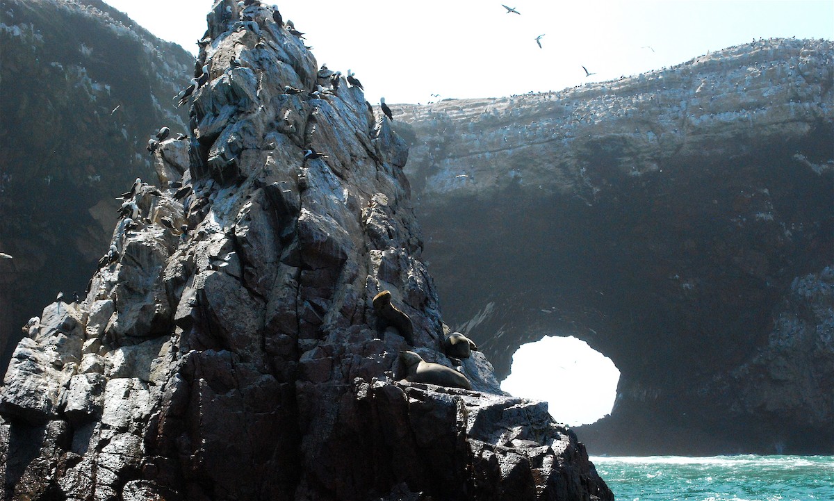 Peruvian Booby - ML614783565