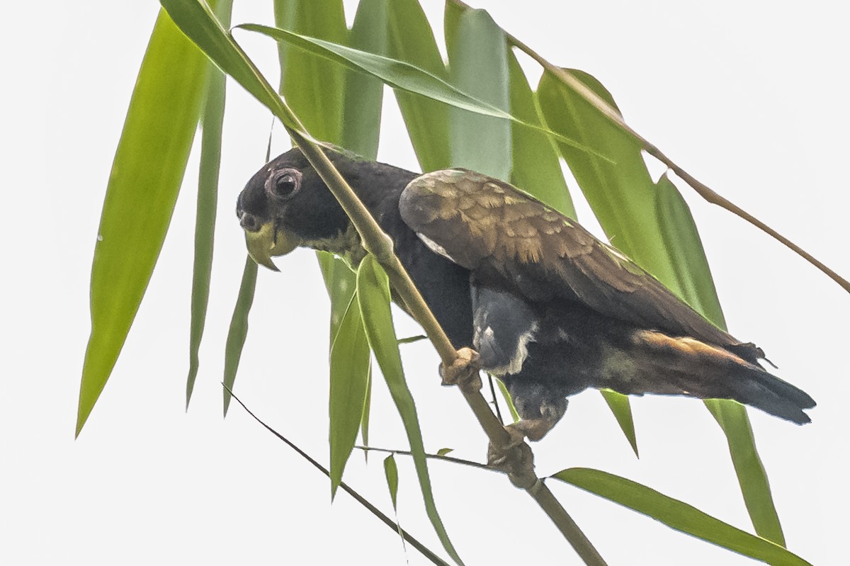 Bronze-winged Parrot - Amed Hernández